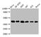 KTI12 Chromatin Associated Homolog antibody, CSB-PA839314LA01HU, Cusabio, Western Blot image 
