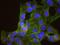 Cullin 4A antibody, NB100-2267, Novus Biologicals, Proximity Ligation Assay image 