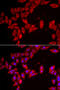 Solute Carrier Family 35 Member A2 antibody, 22-801, ProSci, Immunofluorescence image 