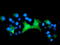 Epsin 2 antibody, TA504300, Origene, Immunofluorescence image 