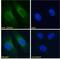 GAPDH antibody, 45-060, ProSci, Immunofluorescence image 