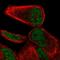 NHL Repeat Containing 2 antibody, HPA057564, Atlas Antibodies, Immunofluorescence image 