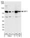 ZFP36 Ring Finger Protein Like 1 antibody, A301-228A, Bethyl Labs, Western Blot image 