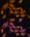 Ribosomal Protein L27 antibody, 14-762, ProSci, Immunofluorescence image 