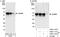 KH RNA Binding Domain Containing, Signal Transduction Associated 1 antibody, A302-112A, Bethyl Labs, Western Blot image 