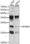 Crystallin Beta A4 antibody, LS-C750238, Lifespan Biosciences, Western Blot image 