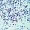 Myogenic Differentiation 1 antibody, orb108820, Biorbyt, Immunohistochemistry paraffin image 
