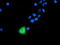 Anaphase Promoting Complex Subunit 2 antibody, TA503411, Origene, Immunofluorescence image 