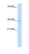 Neuropeptide S receptor antibody, orb77450, Biorbyt, Western Blot image 