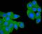 Complement C3d Receptor 2 antibody, A01632-4, Boster Biological Technology, Immunocytochemistry image 