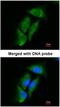 Dipeptidyl Peptidase 3 antibody, NBP1-31476, Novus Biologicals, Immunofluorescence image 