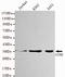 Cyclin-H antibody, LS-C178271, Lifespan Biosciences, Western Blot image 