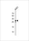 Ring Finger Protein 208 antibody, MBS9209947, MyBioSource, Western Blot image 