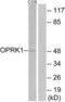 MSL-1 antibody, LS-C120813, Lifespan Biosciences, Western Blot image 