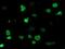 Myocyte Enhancer Factor 2C antibody, NBP2-00493, Novus Biologicals, Immunofluorescence image 
