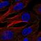 AP2M1 antibody, HPA069870, Atlas Antibodies, Immunofluorescence image 