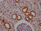 Cytochrome P450 Family 1 Subfamily A Member 2 antibody, CSB-RA178519A0HU, Cusabio, Immunohistochemistry frozen image 