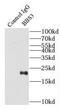 ADP-ribosylation factor-like protein 6 antibody, FNab00817, FineTest, Immunoprecipitation image 