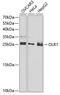 Oxidized Low Density Lipoprotein Receptor 1 antibody, A00760-4, Boster Biological Technology, Western Blot image 