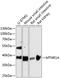 Melatonin receptor type 1A antibody, 14-754, ProSci, Western Blot image 