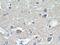 Hyaluronan And Proteoglycan Link Protein 4 antibody, 21228-1-AP, Proteintech Group, Immunohistochemistry frozen image 