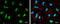 Exosome complex exonuclease RRP46 antibody, GTX118473, GeneTex, Immunofluorescence image 