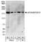 Centrosomin antibody, A302-002A, Bethyl Labs, Western Blot image 