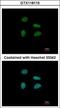 YEATS Domain Containing 4 antibody, GTX118115, GeneTex, Immunofluorescence image 