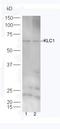 Kinesin Light Chain 1 antibody, orb157756, Biorbyt, Western Blot image 
