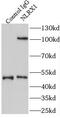 NLR Family Member X1 antibody, FNab05759, FineTest, Immunoprecipitation image 