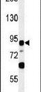 Leucine Rich Repeat Containing 36 antibody, PA5-24153, Invitrogen Antibodies, Western Blot image 