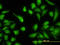 Argininosuccinate lyase antibody, LS-C196699, Lifespan Biosciences, Immunofluorescence image 