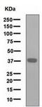 Nanog Homeobox antibody, ab109250, Abcam, Western Blot image 