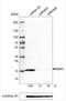 Putative RNA-binding protein 3 antibody, NBP2-52906, Novus Biologicals, Western Blot image 