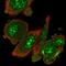RIO Kinase 1 antibody, PA5-62409, Invitrogen Antibodies, Immunofluorescence image 
