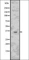 Jagged Canonical Notch Ligand 2 antibody, orb336693, Biorbyt, Western Blot image 