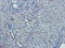 Epithelial Cell Adhesion Molecule antibody, orb323292, Biorbyt, Immunohistochemistry paraffin image 