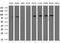 Phenylalanyl-tRNA synthetase beta chain antibody, MA5-26809, Invitrogen Antibodies, Western Blot image 