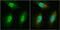BUD23 RRNA Methyltransferase And Ribosome Maturation Factor antibody, GTX105840, GeneTex, Immunofluorescence image 