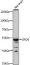 Dopamine Receptor D5 antibody, 18-976, ProSci, Western Blot image 