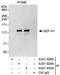 Rho/Rac Guanine Nucleotide Exchange Factor 2 antibody, A301-930A, Bethyl Labs, Immunoprecipitation image 