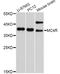 Melanocortin 4 Receptor antibody, A10228, ABclonal Technology, Western Blot image 