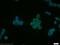C1q And TNF Related 4 antibody, 14023-1-AP, Proteintech Group, Immunofluorescence image 