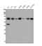 RNA-binding protein Nova-2 antibody, A10622-2, Boster Biological Technology, Western Blot image 