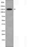 CA1 antibody, orb228325, Biorbyt, Western Blot image 