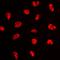 Nuclear transcription factor Y subunit alpha antibody, orb214317, Biorbyt, Immunofluorescence image 