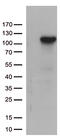 Complement component C6 antibody, TA812707S, Origene, Western Blot image 
