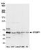 Syntaxin Binding Protein 1 antibody, A305-263A, Bethyl Labs, Western Blot image 