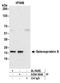 Selenoprotein S antibody, A304-364A, Bethyl Labs, Immunoprecipitation image 