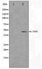 COP9 Signalosome Subunit 3 antibody, TA347408, Origene, Western Blot image 